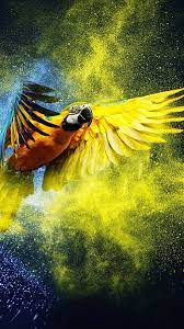 hd colorful flying bird wallpapers peakpx