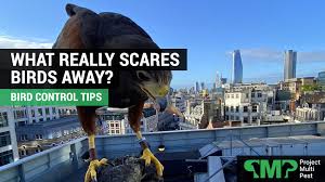 What Really Scares Birds Away Expert