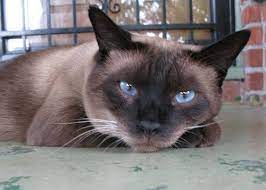 Siamese cat history, charting the journey from traditional through classic (to me, this is the thai cat) to modern is interesting. Siamese Cat Rescue Groups Organizations And Resources