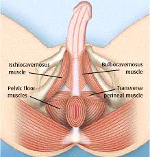 pelvic pain in men chronic pelvic