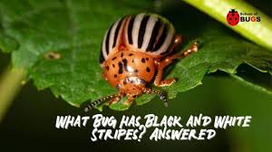 what bug has black and white stripes