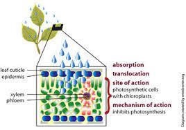 How do systemic herbicides work? Impacts Of Chemical Methods Chemical Methods Management Methods Managing Invasive Plants