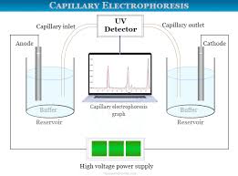 capillary electropsis principle
