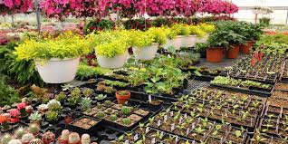 How To Start A Plant Nursery Business