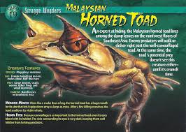 Image result for horned toad picture