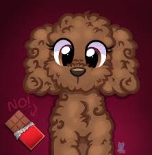 chocolate toy poodle by rainboweeveeyt