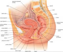 Diagram of internal organs female. Detailed Female Anatomy Drawing Novocom Top