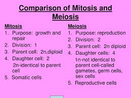 Examination Of Mitosis And Meiosis