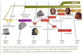 Human Evolution Timeline Album On Imgur