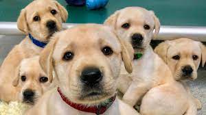 These adorable puppies may help explain why dogs understand our body  language | Science | AAAS