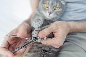 how to keep your cat s nails healthy in