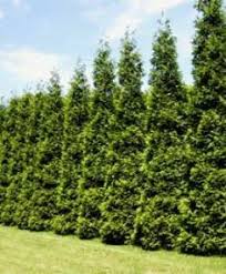 10 Best Thuja Images Privacy Trees Outdoor Gardens