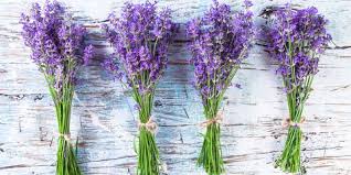 Image result for beautiful photos of lavender stalks