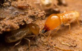 Subterranean Termite Identification