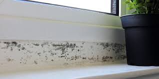 What Does Black Mold Look Like Spot