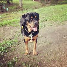 What Should Be Proper Rottweiler Weight And Hight