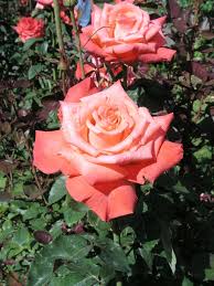 rosa liverpool remembers rose