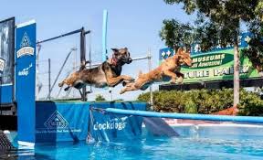 dueling dogs the next big thing for