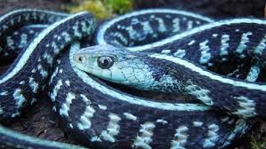 Best pet snakes for beginners: Blue Phase Anerythristic Garter Snake Snake Cute Reptiles Snake Lovers