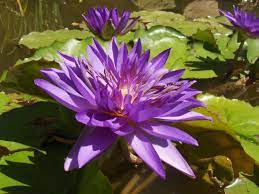 how to grow water lilies