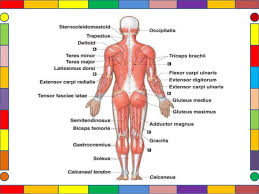 Hasil gambar untuk Struktur dan Fungsi Otot Pada Manusia