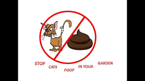 prevent cats from ing in the garden