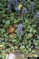 carpet bugle: Ajuga reptans (Lamiales: Lamiaceae): Invasive Plant ...