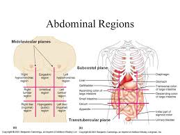 Anatomical illustration of the abdominal quadrants right upper quadrant (ruq) and right lower quadrant (rlq) (which, from the viewer's perspective, are on left side of the image). Abdominal Region I Pa 544 Clinical Anatomy Tony Serino Ph D Biology Department Misericordia Univ Ppt Download