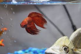 Otherwise known as the siamese fighting fish, this boisterous and territorial fish is a joy to have in. What Do You Need To Know About Betta Fish Bubble Nests
