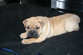 Our pups are raised on the ranch with horses, other dogs and grandkids. Bull Pei Puppy Southport Merseyside Pets4homes
