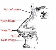 Face Reading Nose Nose Tip Bridge Wings Nostrils