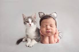 kitten baby cute overload moments