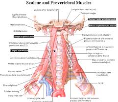 Simple neck muscle diagram : Build A Better Body Part Iv Stabilizing The Neck Motionworks Physical Therapy