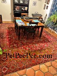 cleaning antique oriental rug from cat