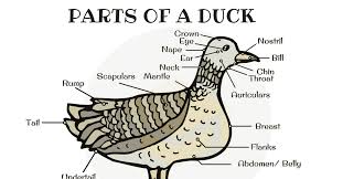 Duck Anatomy Parts Of A Duck In English With Pictures 7 E S L