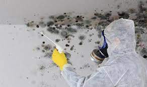 Remove Black Mould From Your Ceiling