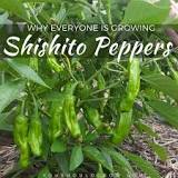Are shishito peppers expensive?