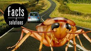 how to get rid of roaches in car