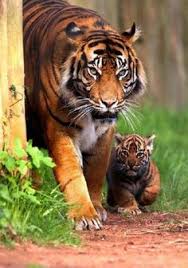 500+ Tigers ideas | wild cats, big cats, animals wild