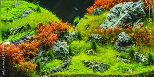 planted aquarium with tropical fish