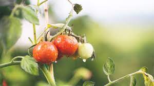 how to grow tomatoes patch plants