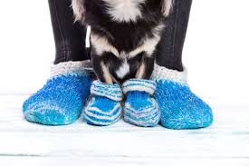 5 best dog socks for protecting