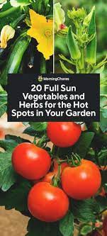 20 Full Sun Vegetables And Herbs For
