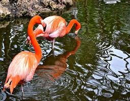 Fort Lauderdale Florida Flamingo Garden