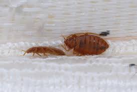 Bed Bugs In Poultry Houses