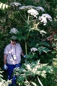 Giant Hogweed Poisoness Plants Heracleum Mantegazzianum