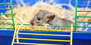 what bedding is safe for pet mice