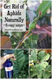 8 natural ways to get rid of aphids