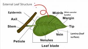 external leaf structure doerdo