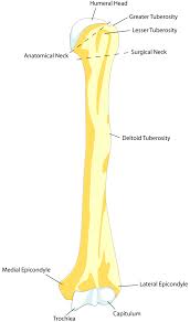 The bones are held together with ligaments that form the joint capsule. 7 6a Humerus The Upper Arm Medicine Libretexts